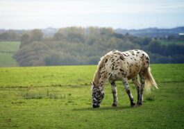 Betting On Horse Racing