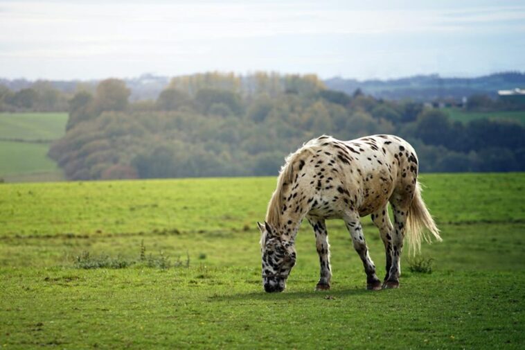 Betting On Horse Racing