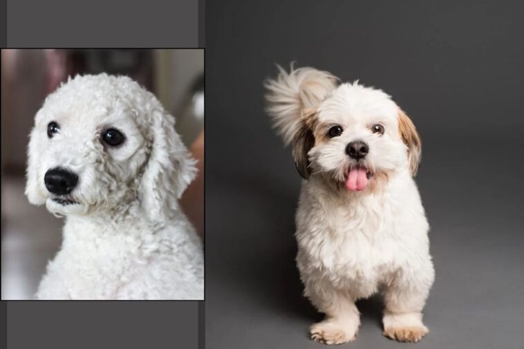 Crusty White Dog