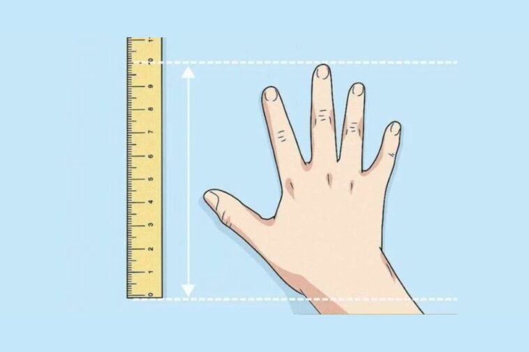 things that are 10 inches long